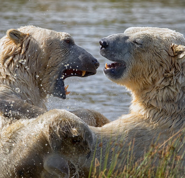 Polar Bears